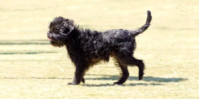 Affenpinscher walking