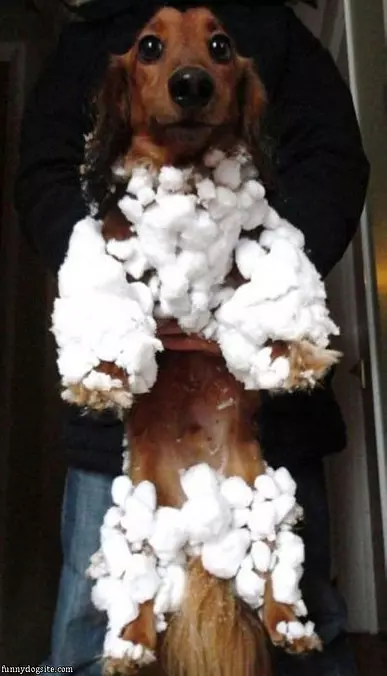 I Am A Big Snowball