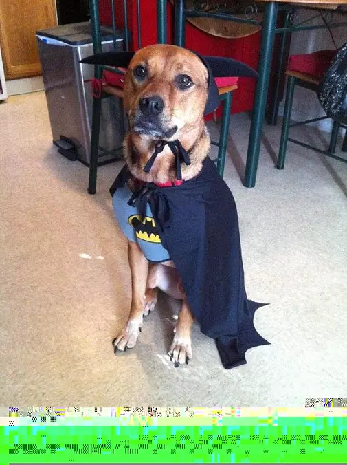 Bat Dog
