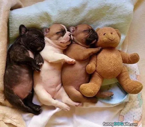 Cutest Cuddle