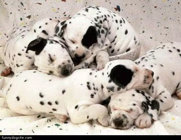 Spots