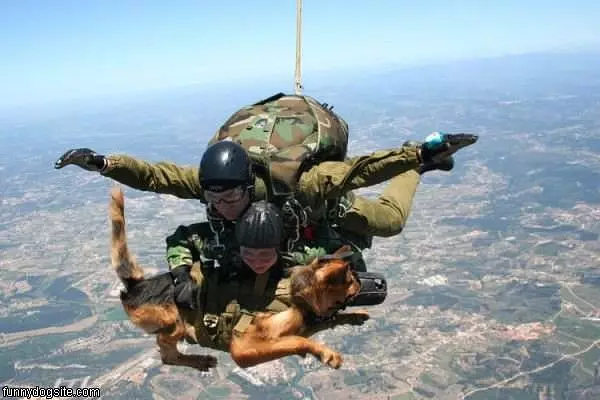 Sky Dive Dog