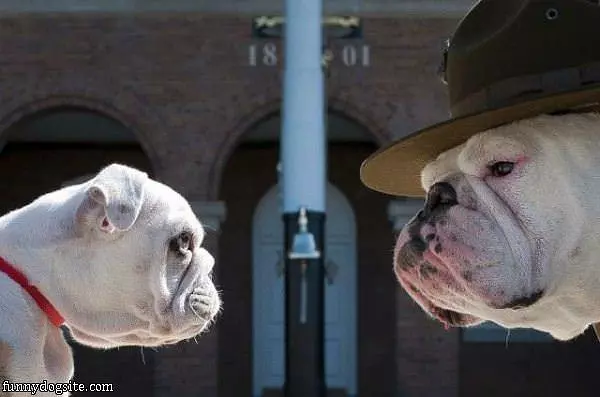 Marine Dog