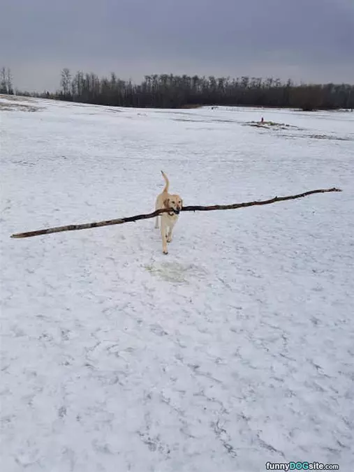 Fetched The Stick