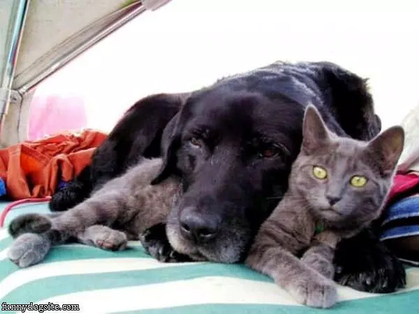 I Hate Being A Pillow