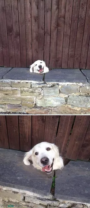 A Growing Dog