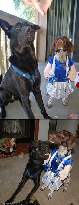 German Dress Up
