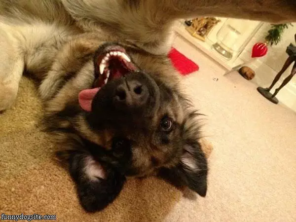 Doggy Self Pic