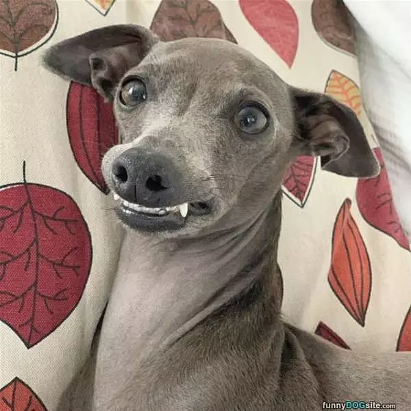 Cheeeeese