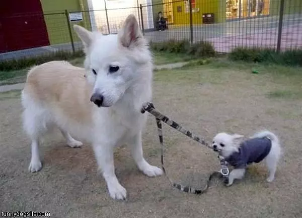Little Dogs The Boss