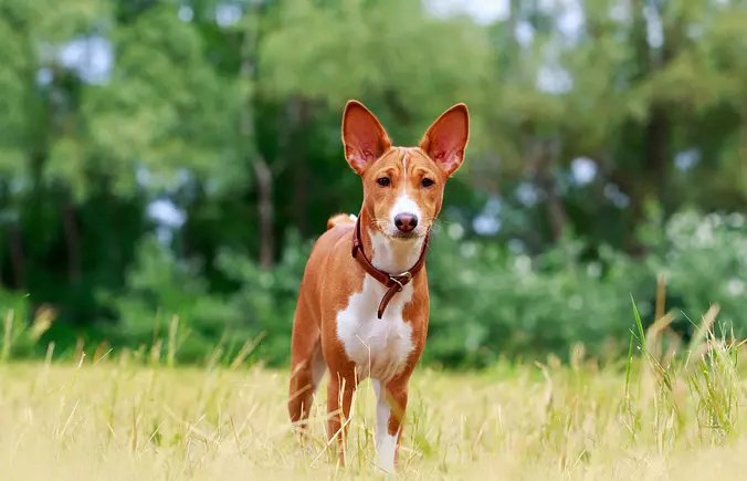 Basenji Looking