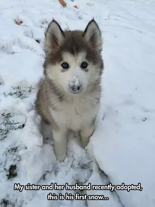 Little Husky