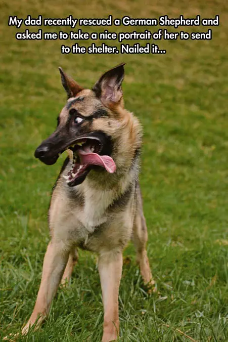 Rescued German Shepherd