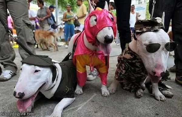 Cool Dogs