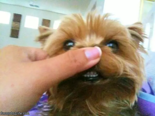 Got Your Nose
