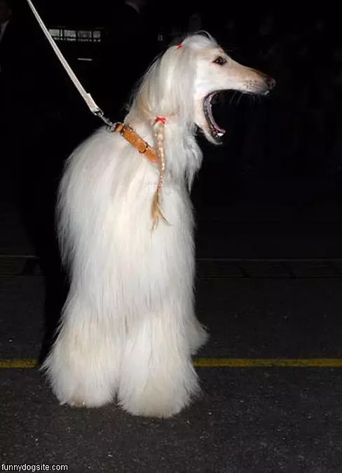 Giant Yawn