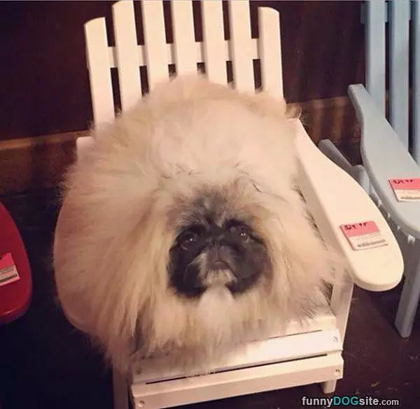 I Am Fluff Dog