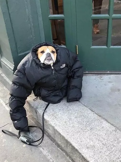 Dressed For The Cold