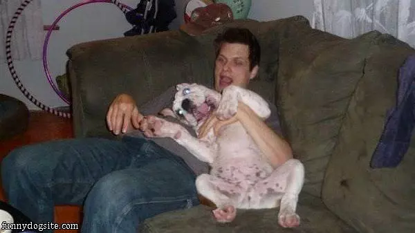Fun Dog Playing