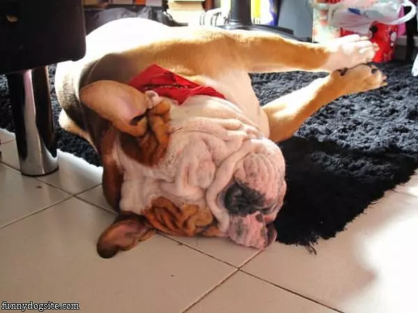 This Dog Sleeps Like It Wants