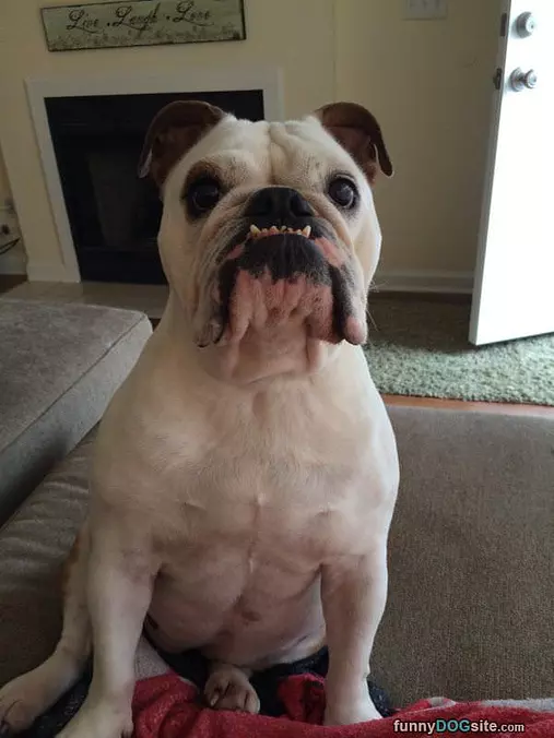 Big Woof