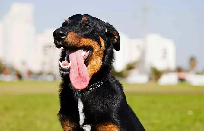 happy Beauceron