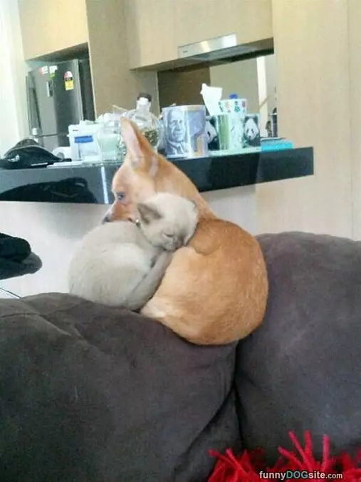 Lets Cuddle
