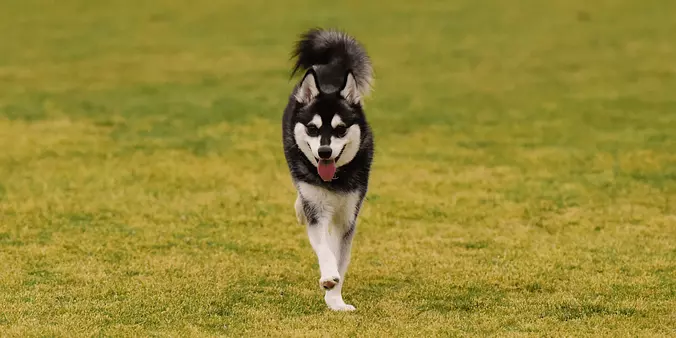 Alaskan Klee Kai Running
