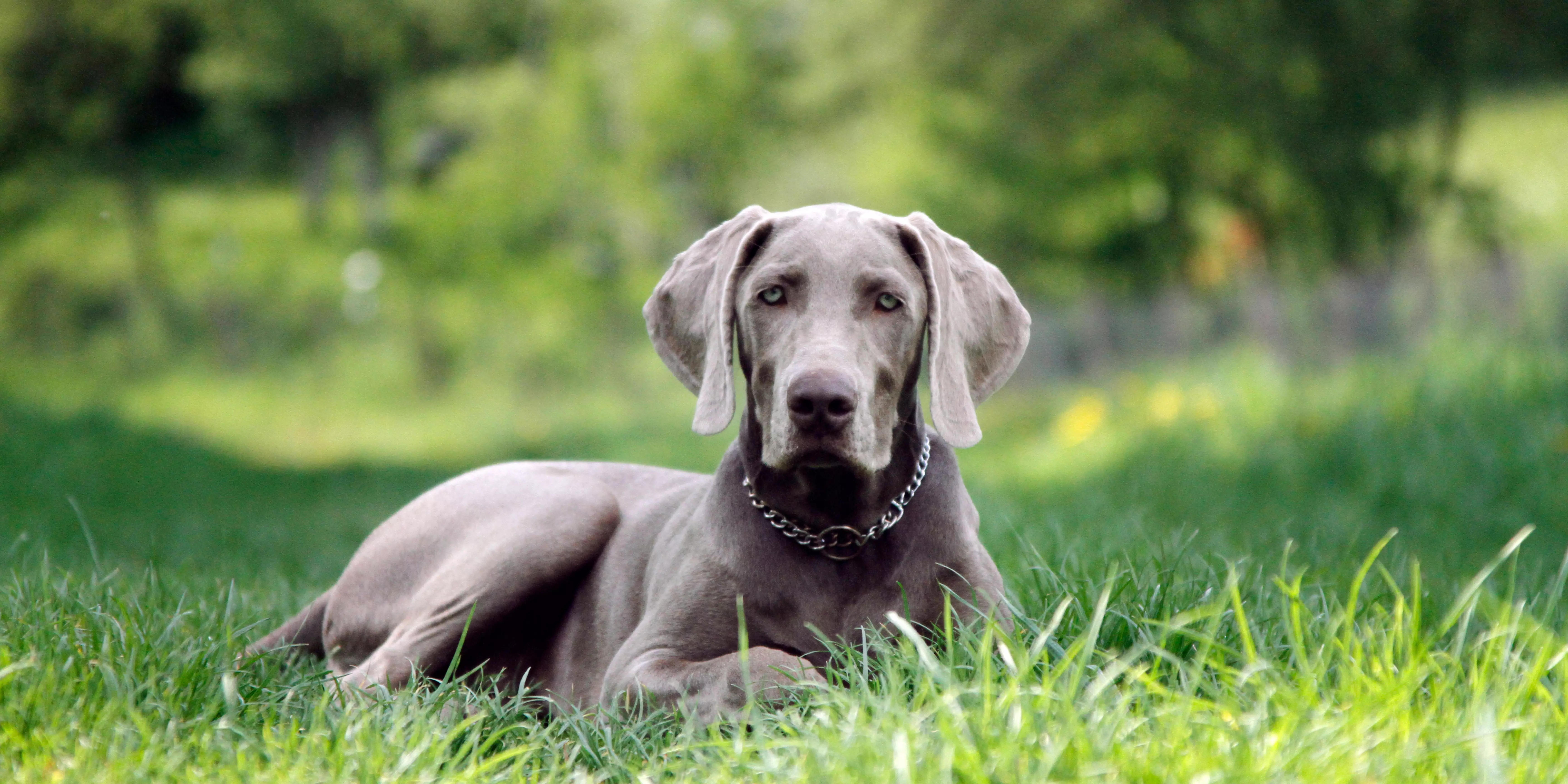 Weimaraner