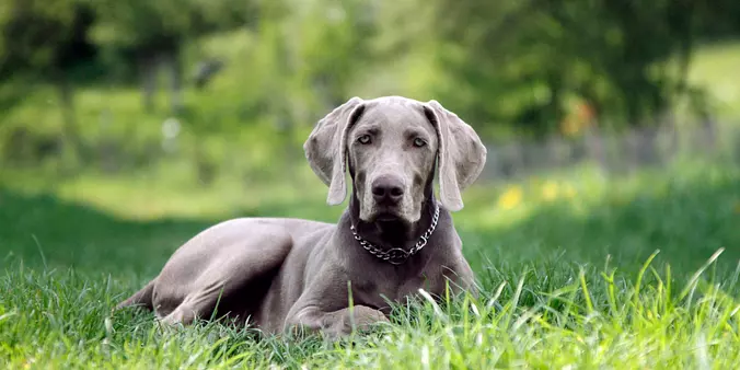 Weimaraner dog