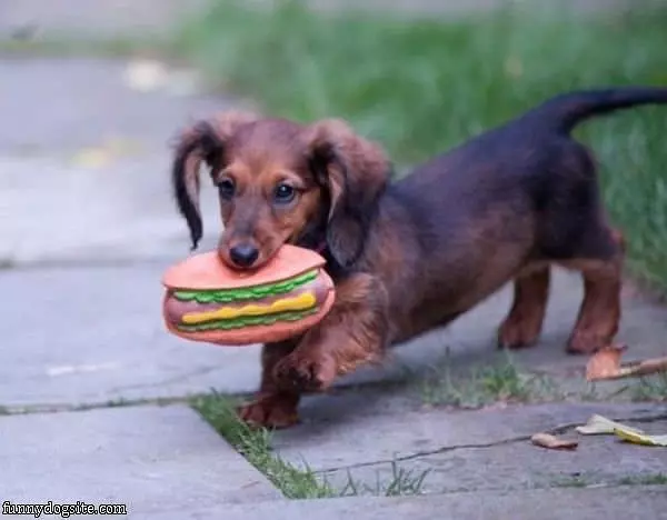 Hot Dog