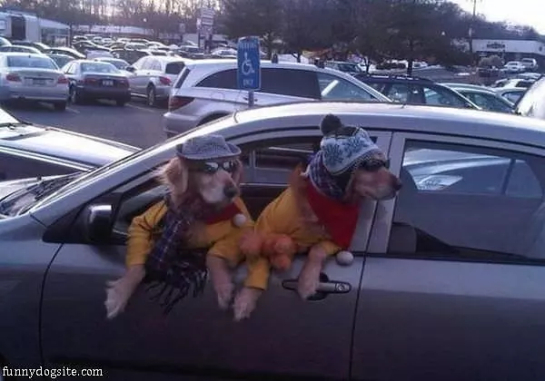 Cool Dogzsx