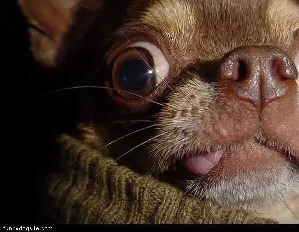 Dog Closeup