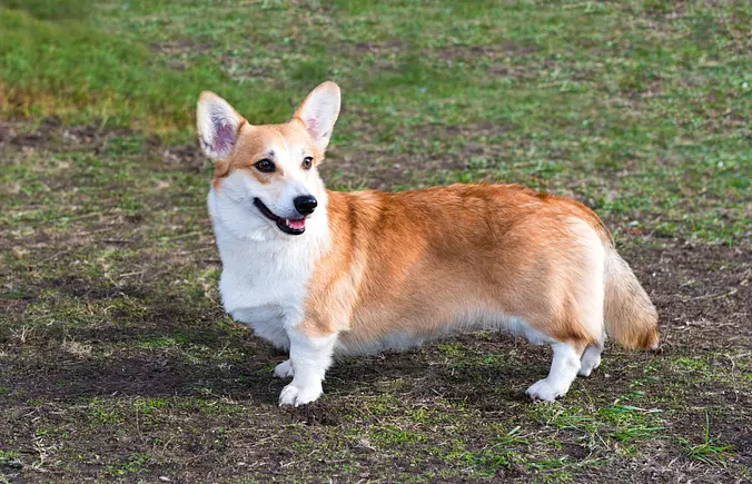 Cardigan Welsh Corgi