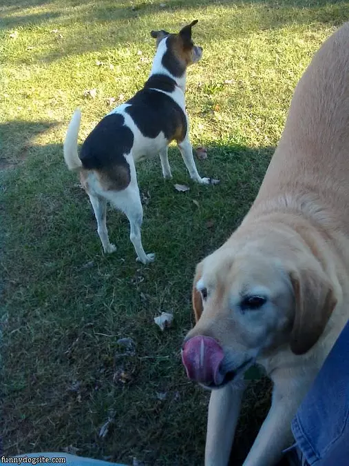 Nose Licking