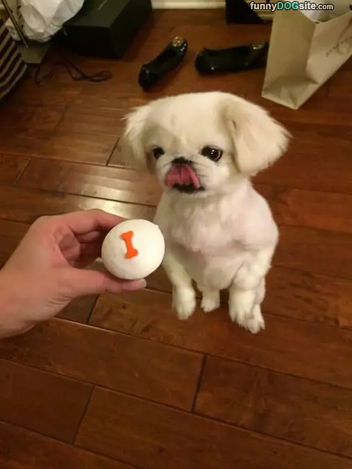 Lets Play Fetch