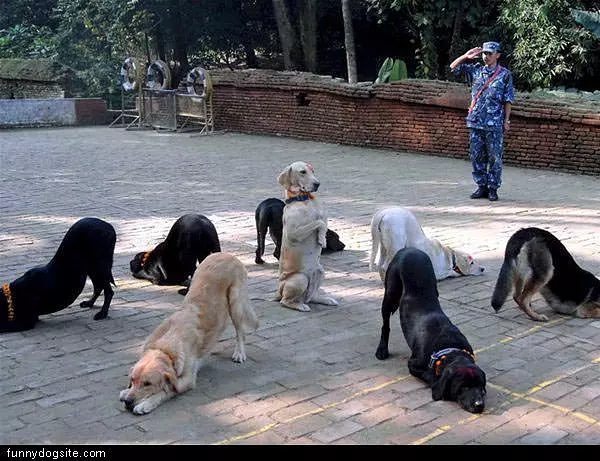 Dog Tricks