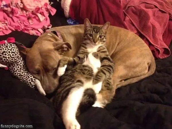 Kitty Keeps Me Warm