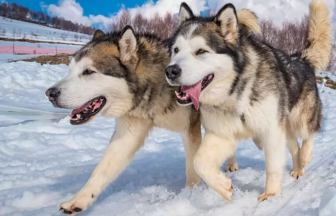 Alaskan Malamute Brothers