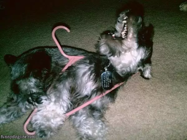 Not The Hanger