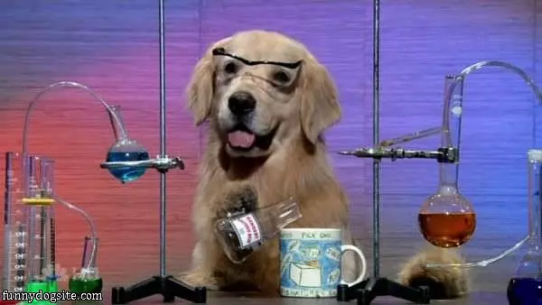 Lab Dog