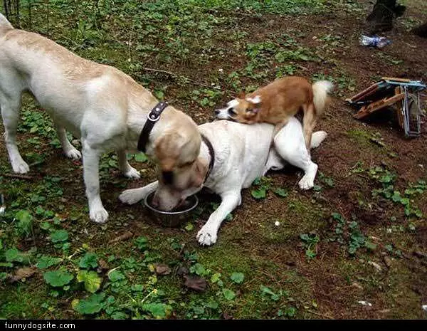 Dogs Eating