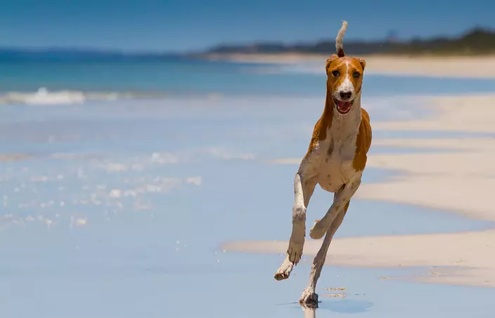 Azawakh running on the beach
