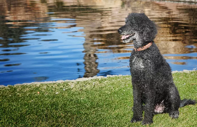 Black Poodle (Standard)