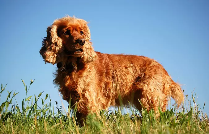 Brown Sussex Spaniel