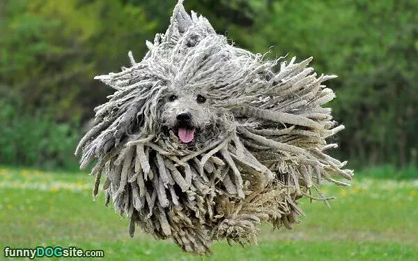 Flying Hover Dog