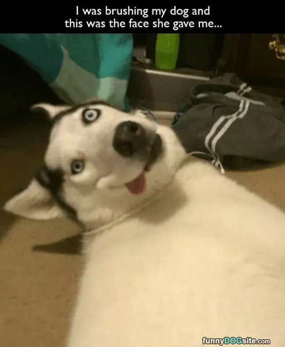 Brushy Brushy