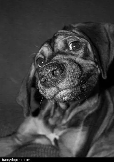 A Cool Dog
