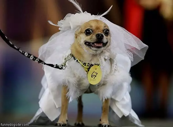 Just Marrierd