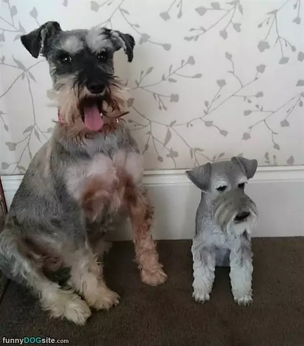 A Mini Me